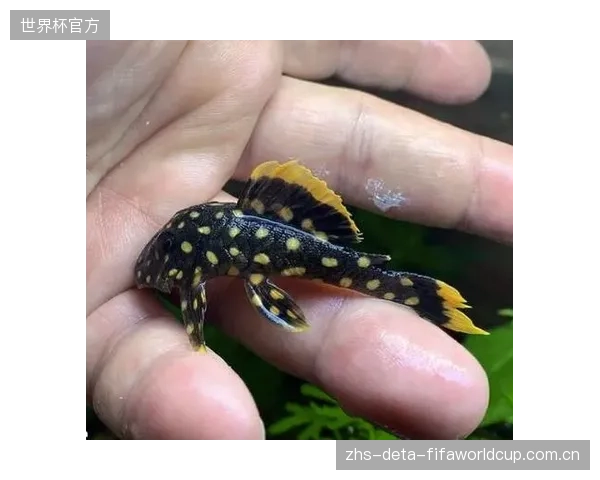 门将彭茨的清道夫角色对于维持奥地利防线高位至关重要。 门将彭茨的清道夫角色对于维持奥地利防线高位至关重要。